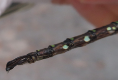 Aeshna umbrosa umbrosa