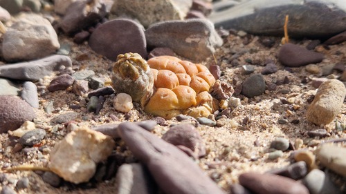 Tephrocactus bonnieae