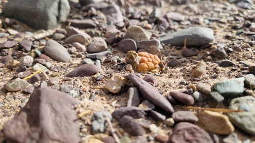 Tephrocactus bonnieae