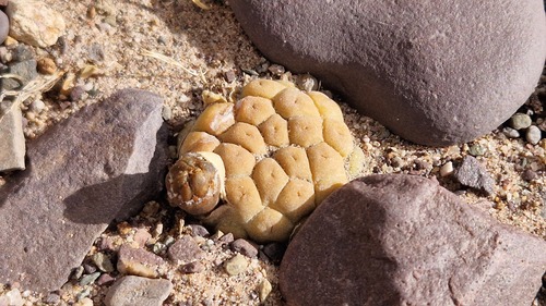 Tephrocactus bonnieae
