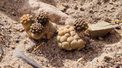 Tephrocactus bonnieae