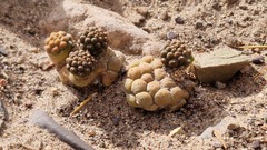 Tephrocactus bonnieae