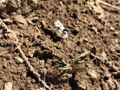Lomatium piperi