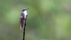 Azure-Crowned Hummingbird photo 5