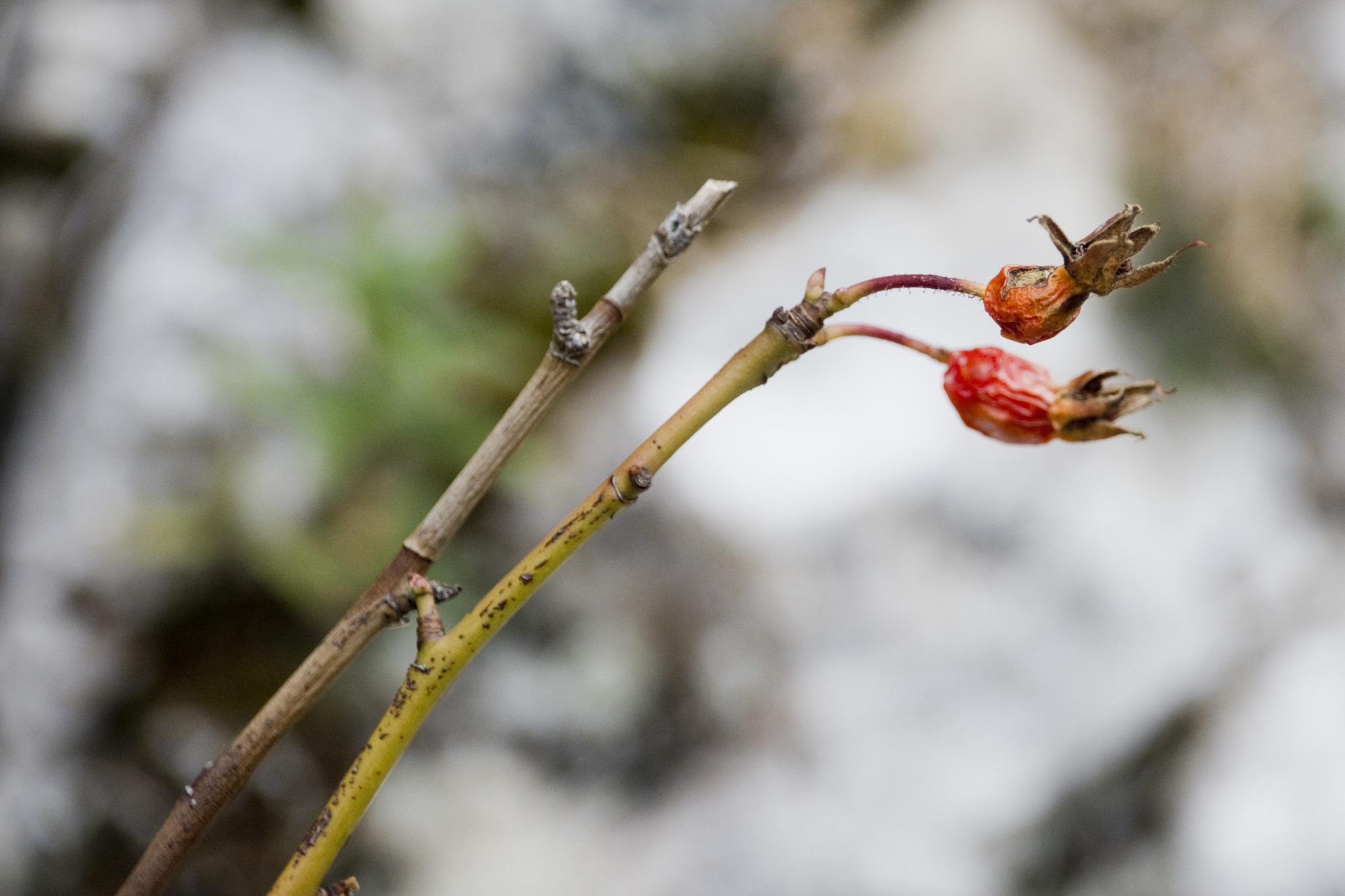 Imagem de Rosa-das-montanhas