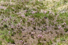 Primula subalpina