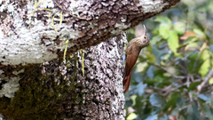 Lepidocolaptes affinis