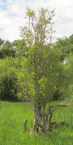 Gameleira