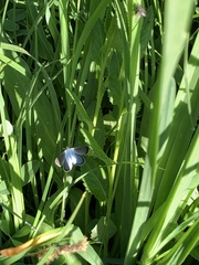 Glaucopsyche lygdamus