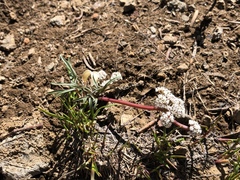 Lomatium piperi
