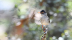 Catharus mexicanus