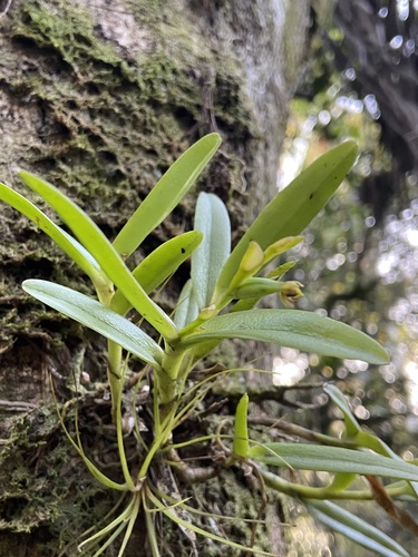 Foto de Orquídea-rígida