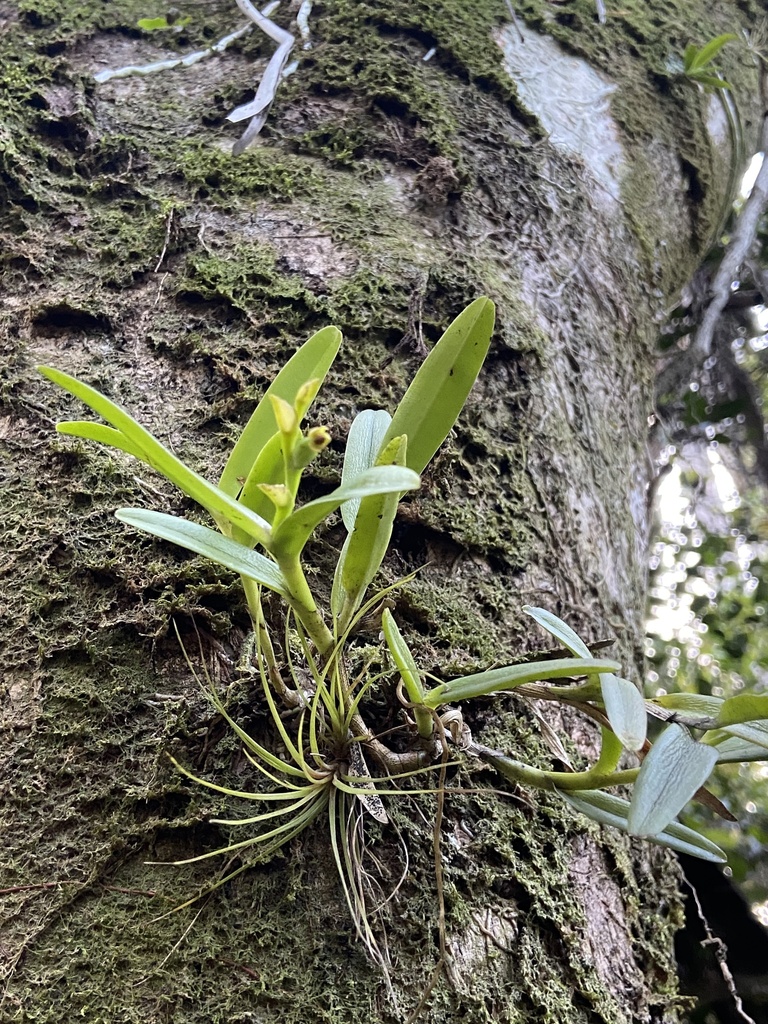 Foto de Orquídea-rígida
