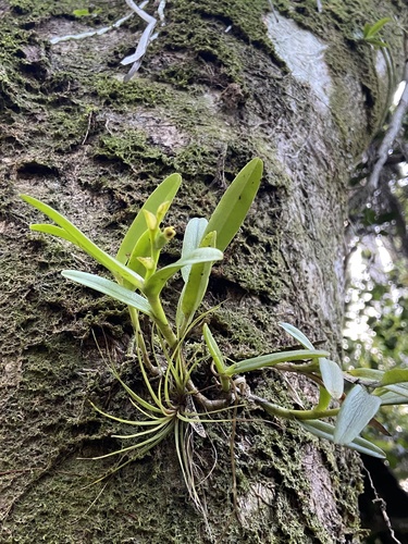 Orquídea-rígida
