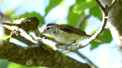 Vireo leucophrys