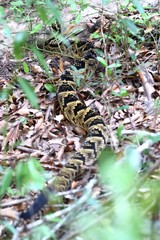 Crotalus totonacus