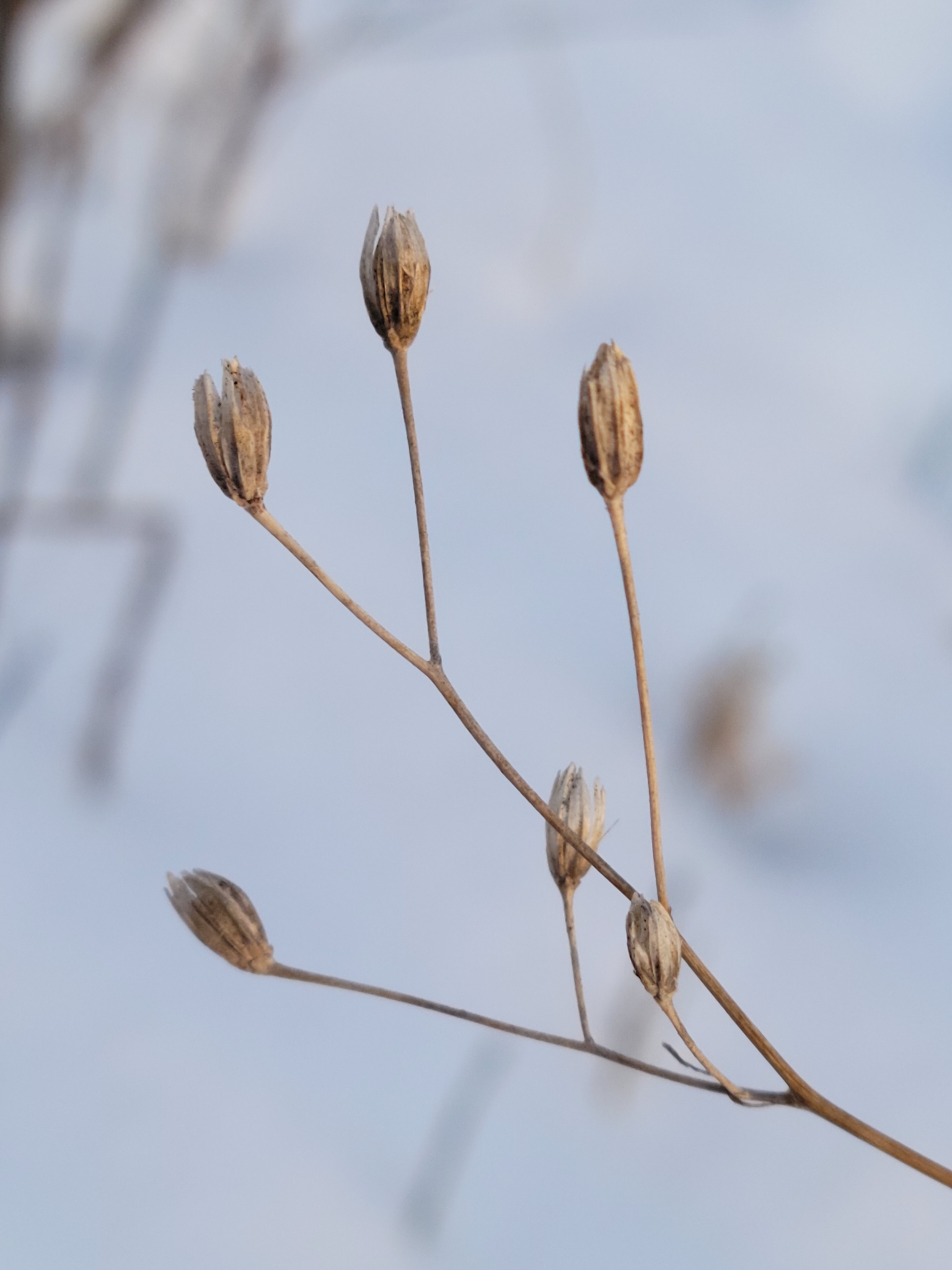Imagem de Lampsana-verdadeira