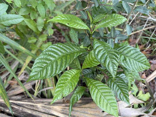 Foto de Café selvagem