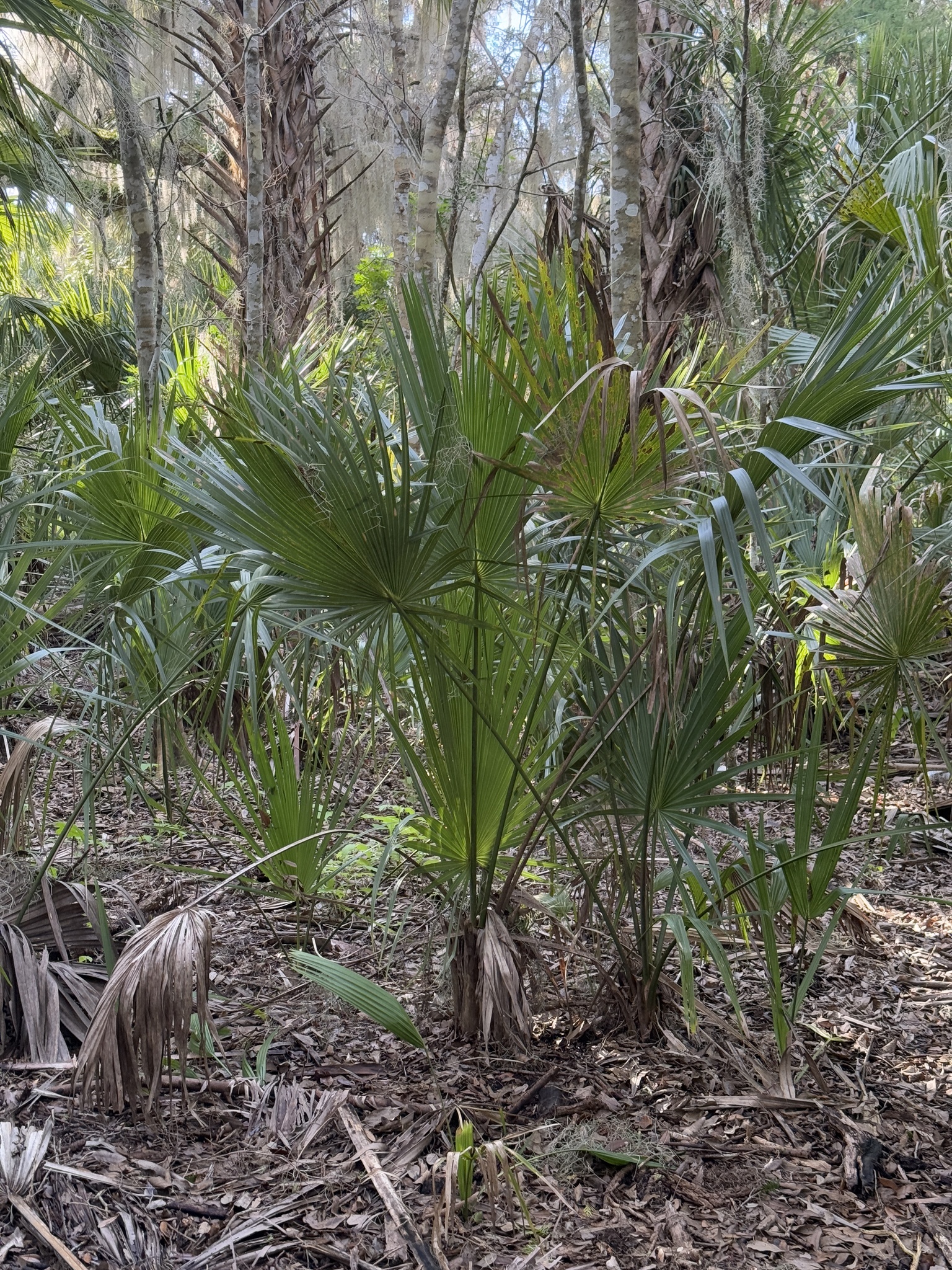 Imagem de Sabal-palmetto