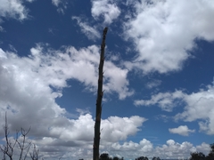 Agave nuusaviorum
