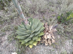 Agave nuusaviorum