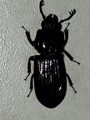 Odontotaenius