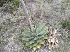 Agave nuusaviorum
