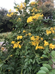 Tecoma stans
