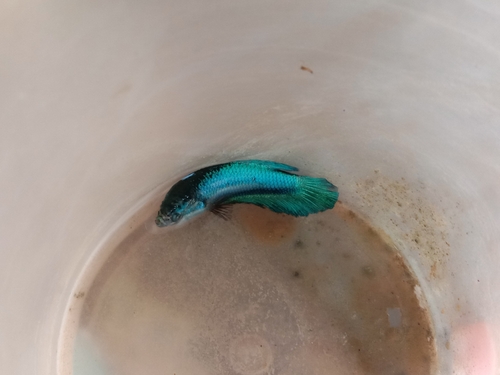 Siamese fighting fish (Betta splendens) — Osphronemidae