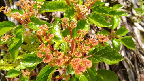 Image of Laportea ruderalis by no rights reserved