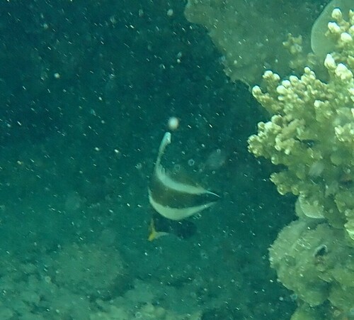 Heniochus chrysostomus observed 2024-10-22