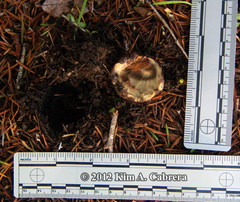 Glaucomys oregonensis