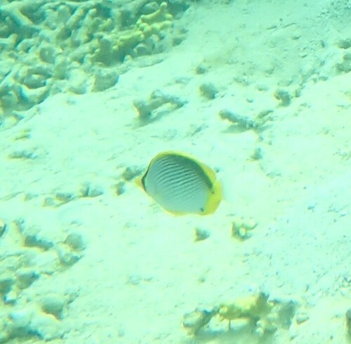 Chaetodon melannotus observed 2024-10-22
