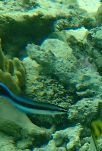 Labroides dimidiatus observed 2024-10-22