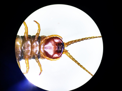 Scolopendra polymorpha