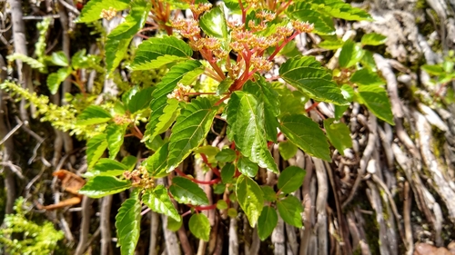Image of Laportea ruderalis by no rights reserved