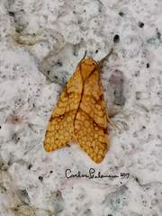 Lophocampa annulosa