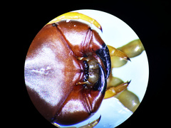 Scolopendra polymorpha