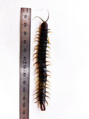Scolopendra polymorpha