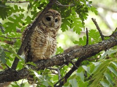Spotted Owl photo 4