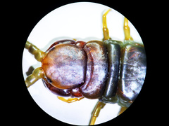 Scolopendra polymorpha