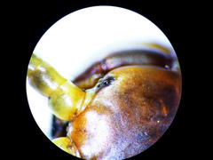 Scolopendra polymorpha