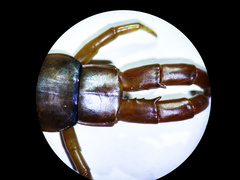 Scolopendra polymorpha