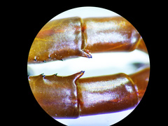 Scolopendra polymorpha