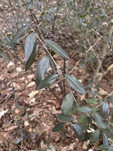 Foto de Ligustro