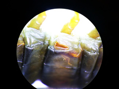 Scolopendra polymorpha