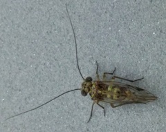Psocinae
