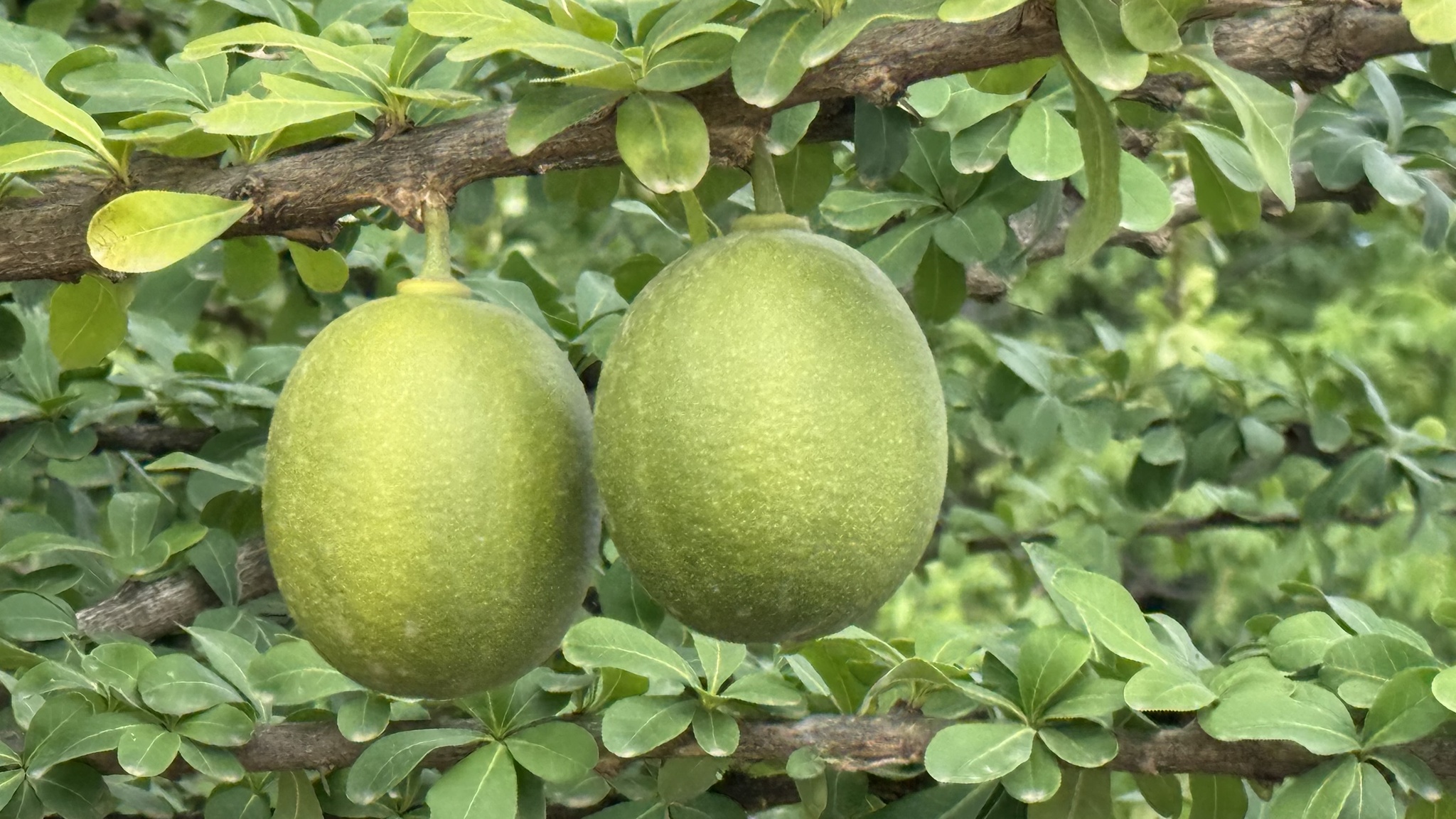 Imagem de Coité