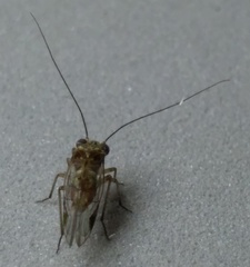 Psocinae