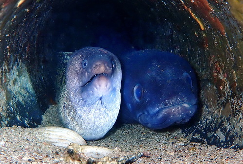 Photo of Mediterranean moray (Muraena helena)